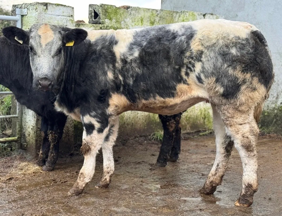 ⭐️2 Show Ai bred Blue Breeding heifers⭐️ - Image 4