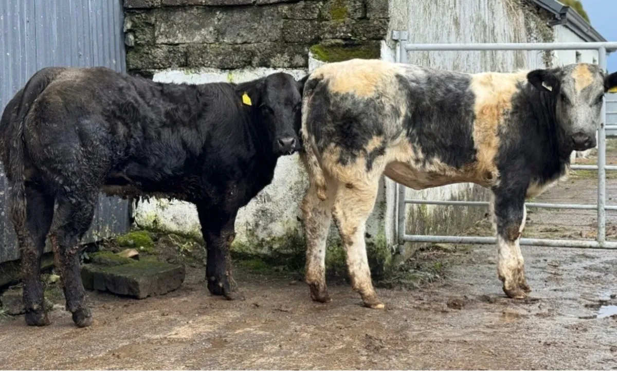 ⭐️2 Show Ai bred Blue Breeding heifers⭐️ - Image 2