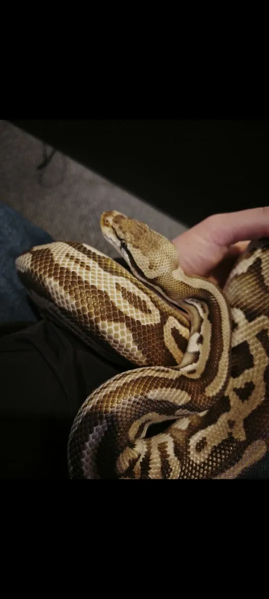 Ball python - Image 1