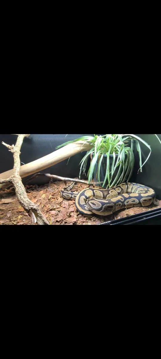 Ball python - Image 2
