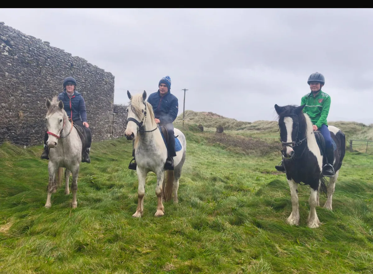 15 hands gelding - Image 2