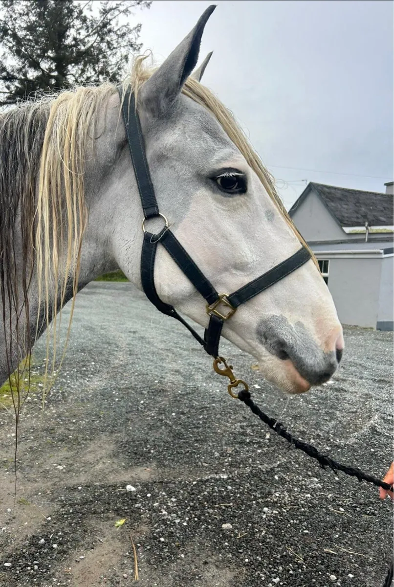15 hands gelding - Image 3