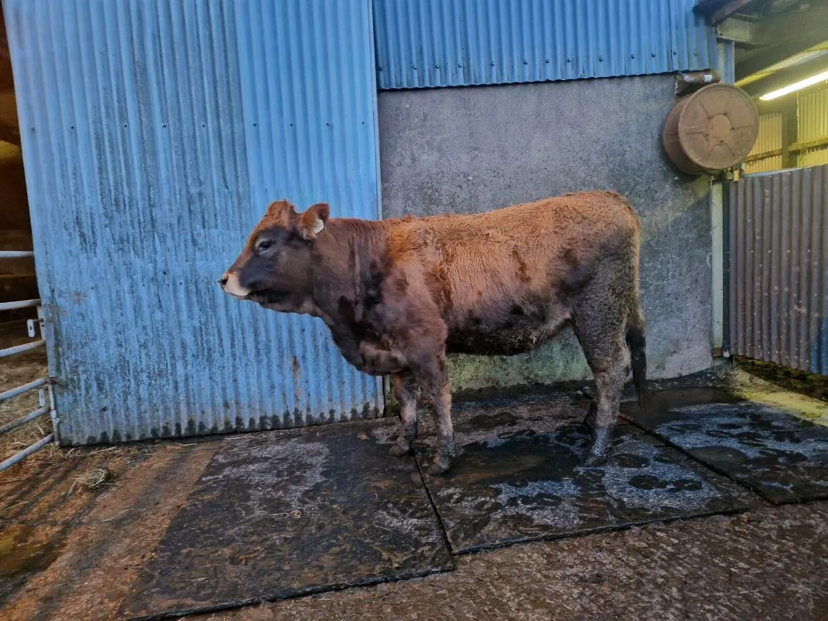 Saler/Parthenaise Breeding Heifer - Image 2