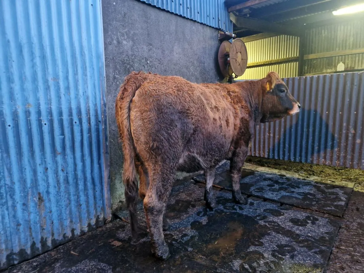 Saler/Parthenaise Breeding Heifer - Image 3