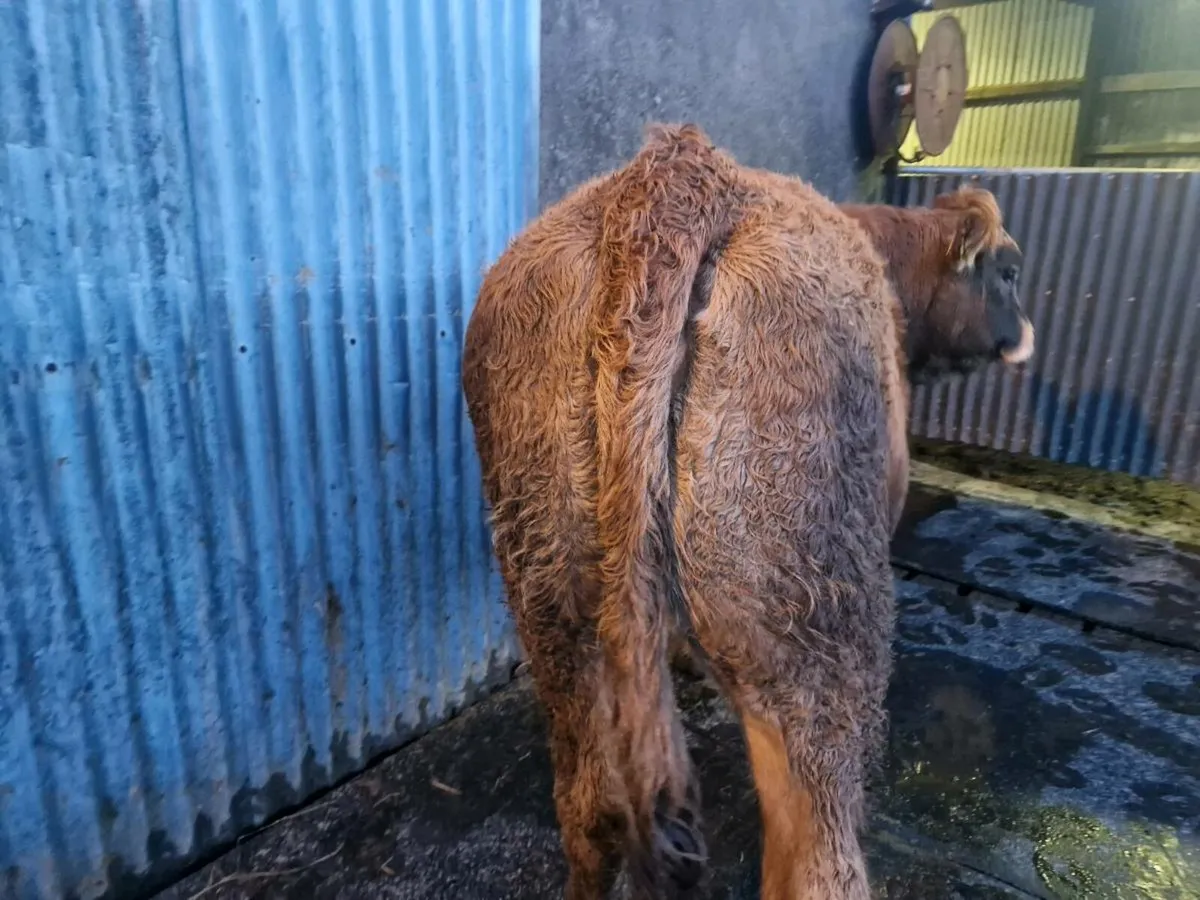 Saler/Parthenaise Breeding Heifer - Image 1