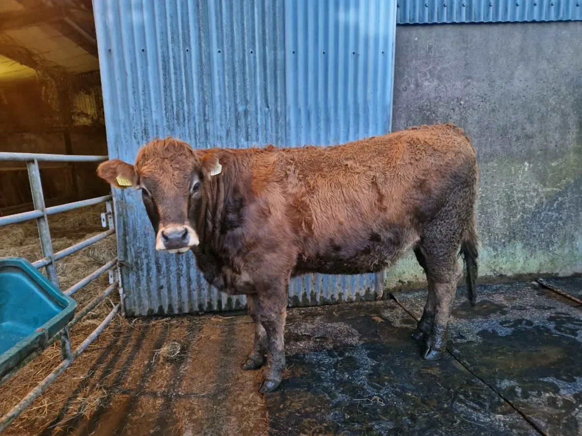 Saler/Parthenaise Breeding Heifer - Image 4