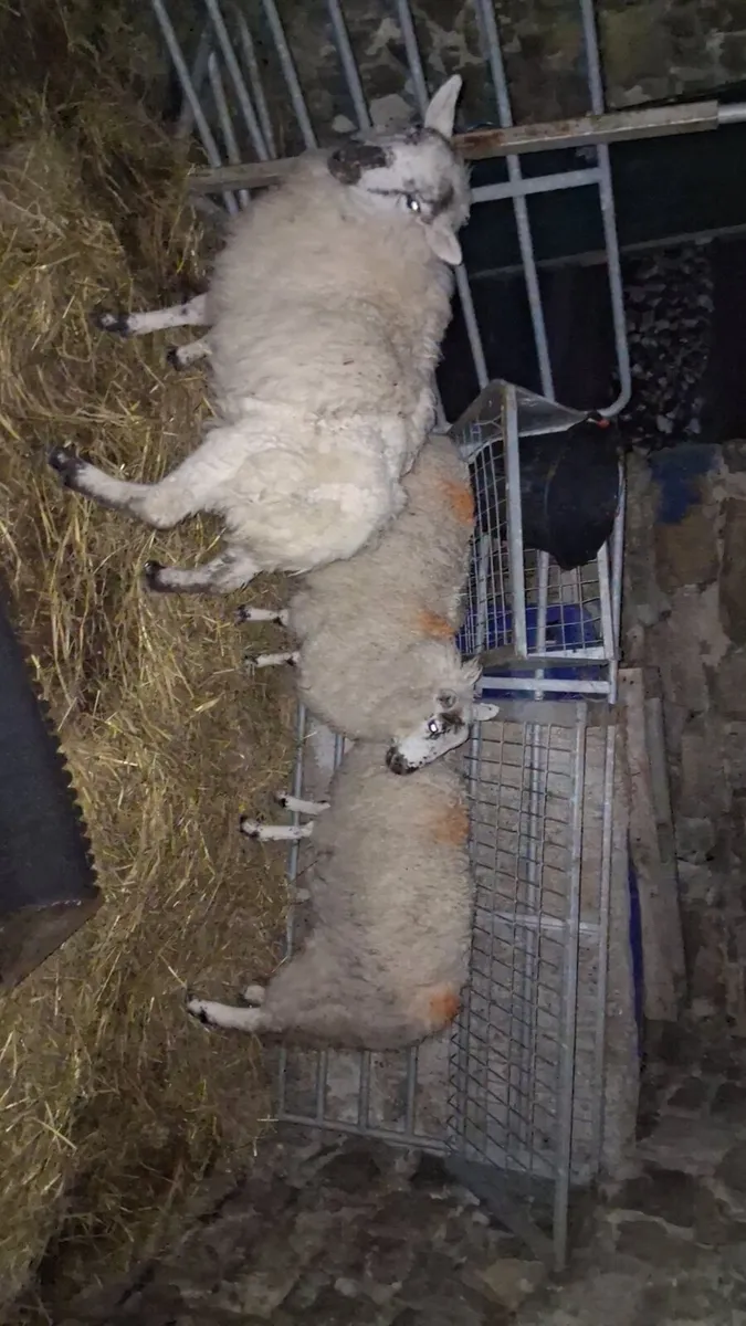 3 ewe lambs for sale - Image 1