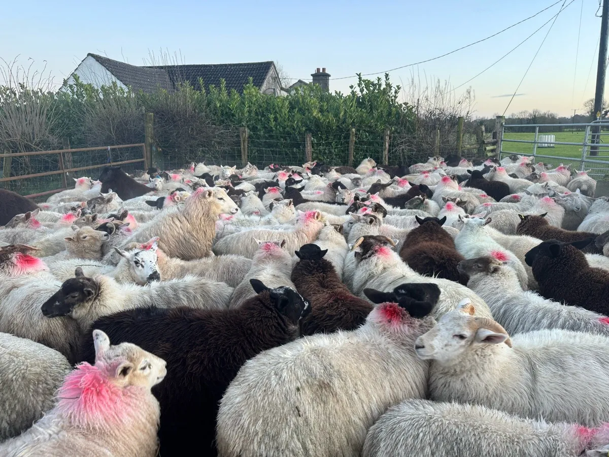 Breeding ewe lambs - Image 2