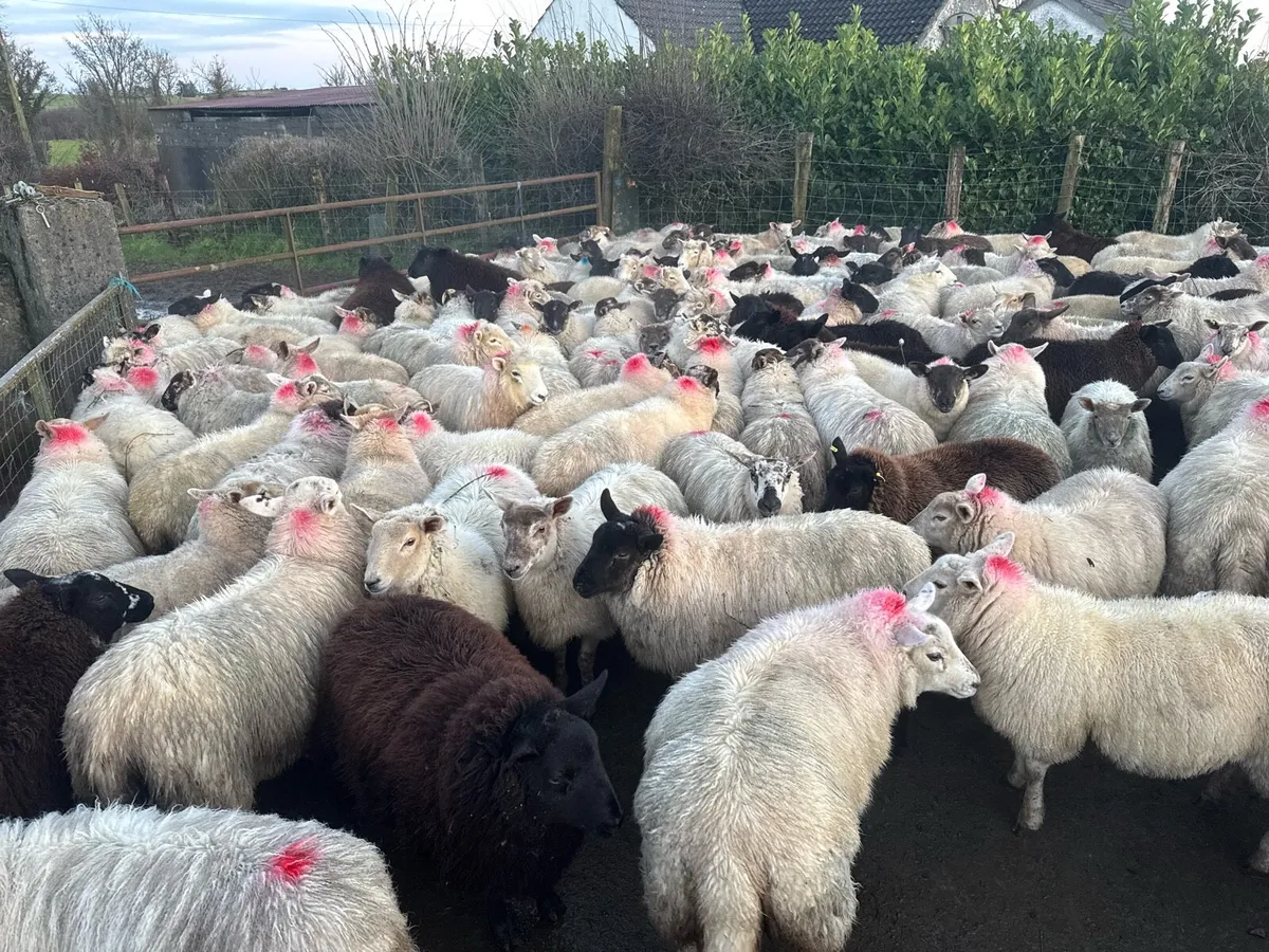 Breeding ewe lambs - Image 3