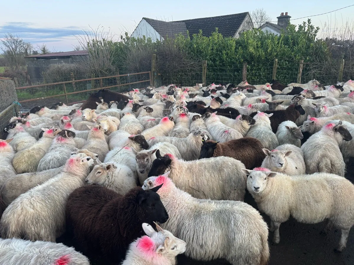Breeding ewe lambs - Image 4