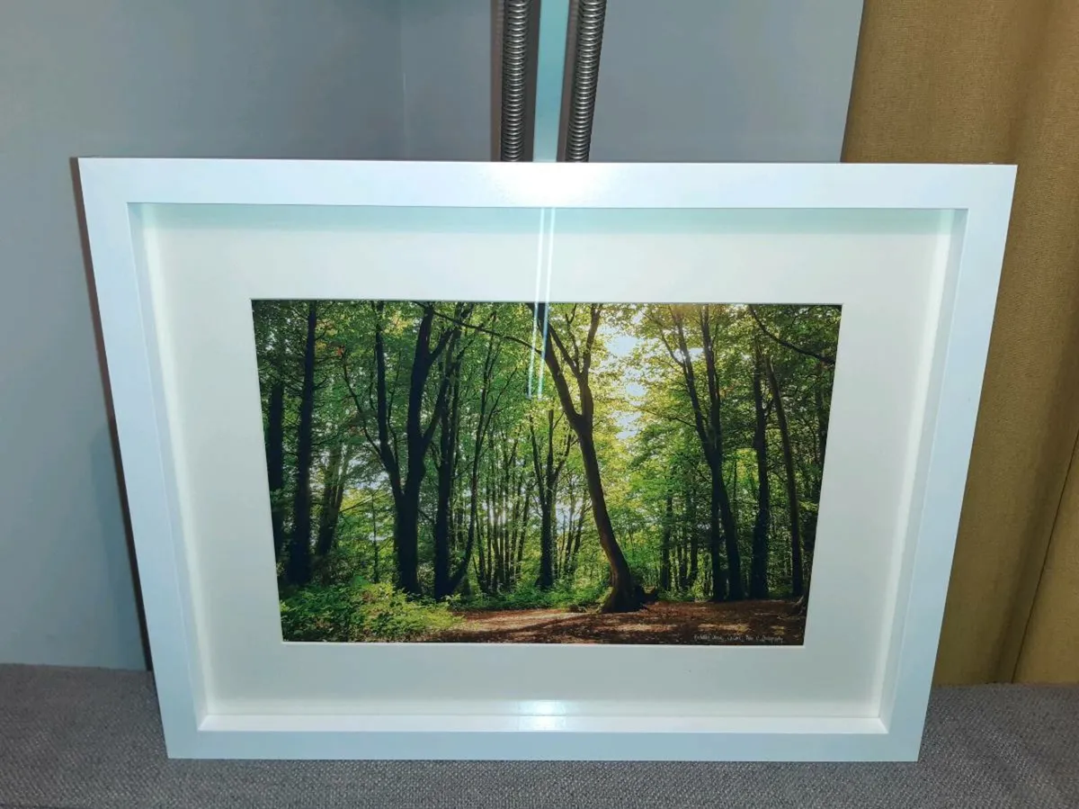 Rostellan Woods - Image 4