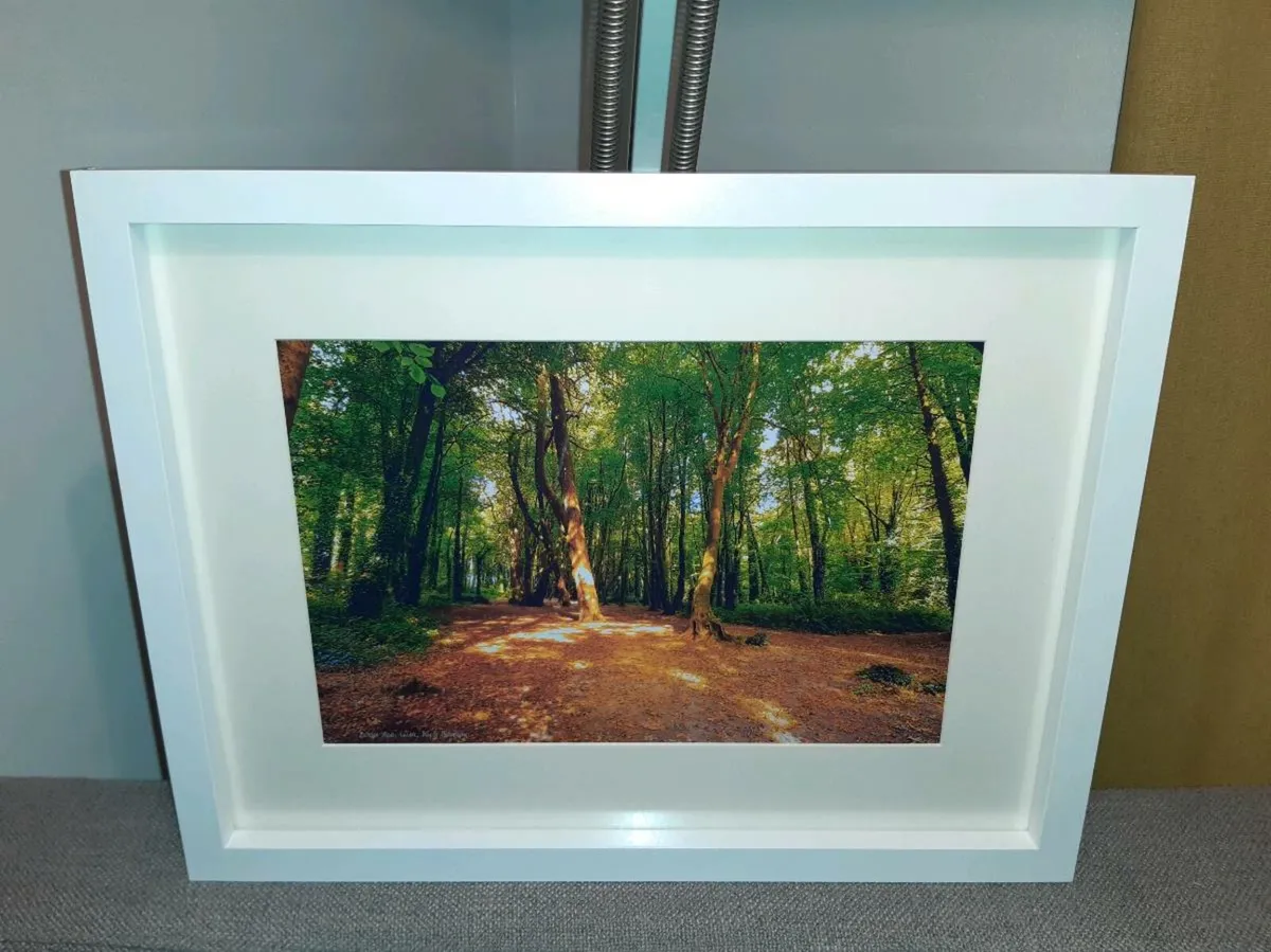 Rostellan Woods - Image 2