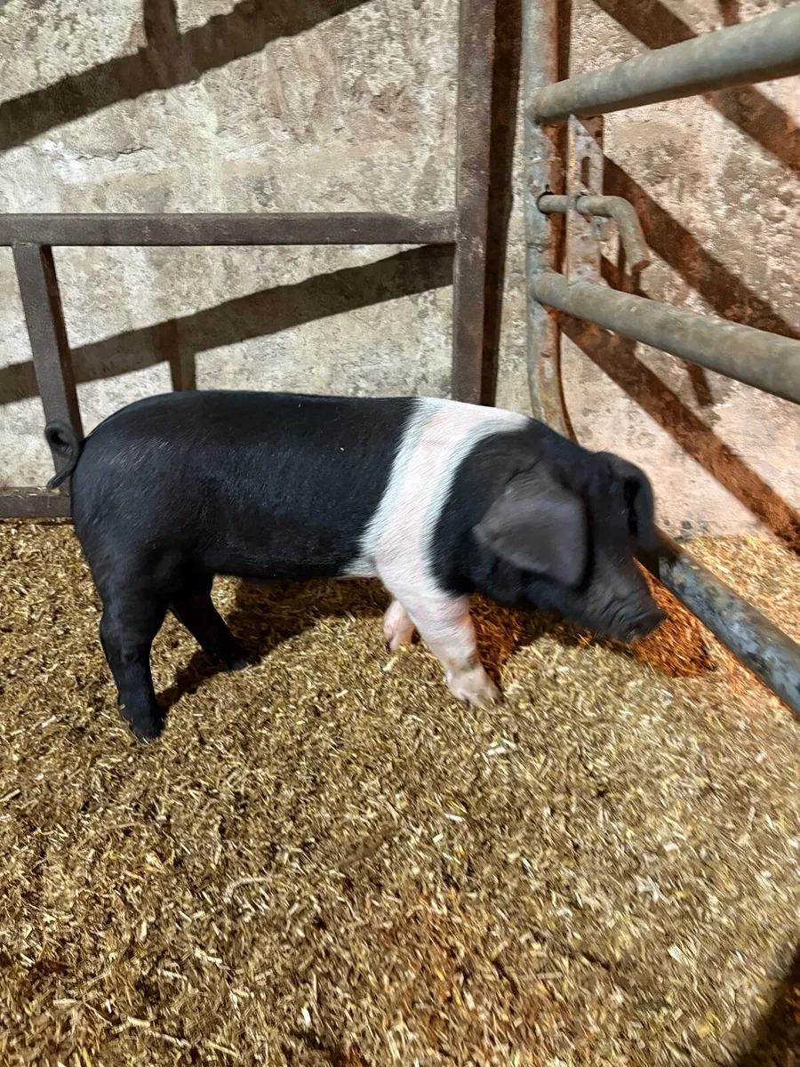 Saddleback piglets - Image 1