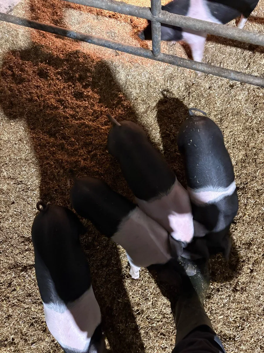 Saddleback piglets - Image 2