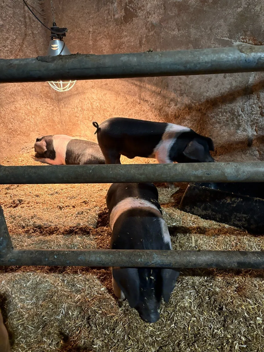 Saddleback piglets - Image 3