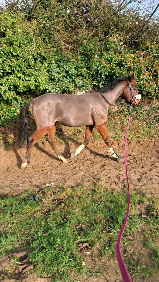 2 yr old genuine tb gelding - Image 1