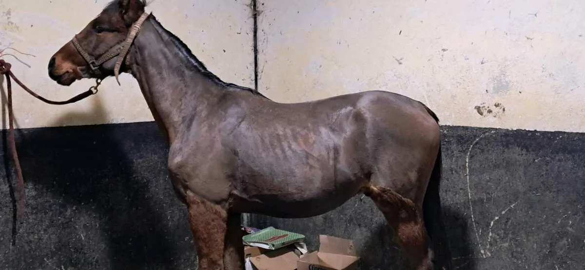 2 yr old genuine tb gelding - Image 2