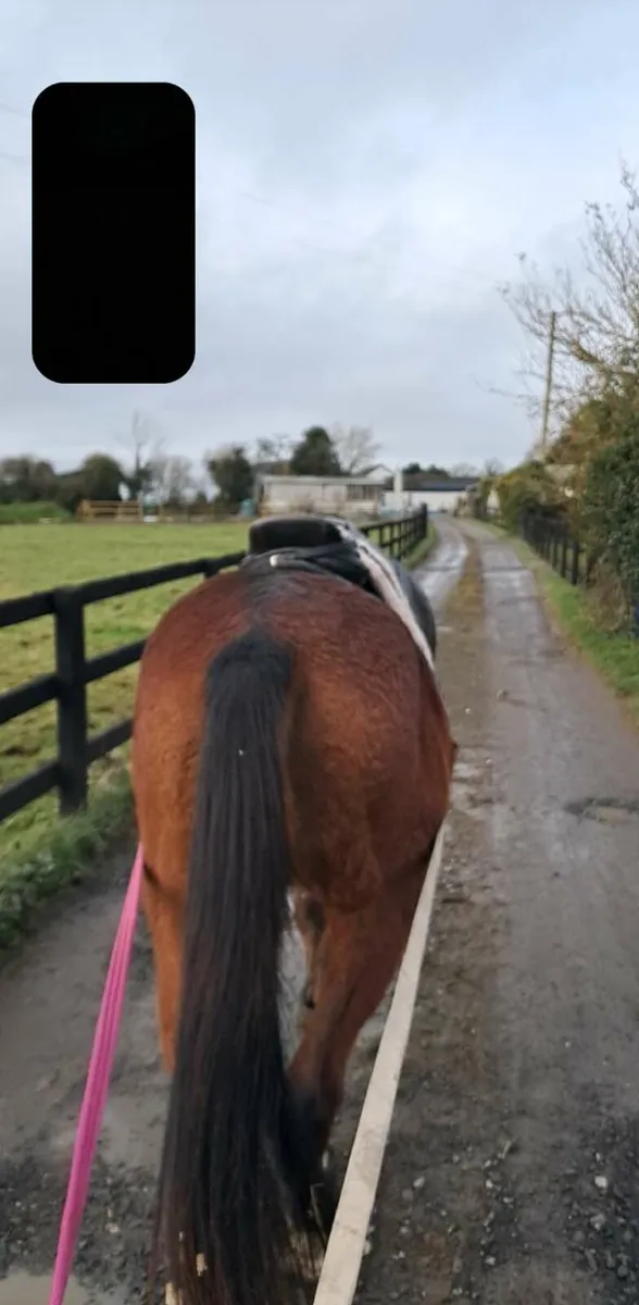 2 yr old genuine tb gelding - Image 3