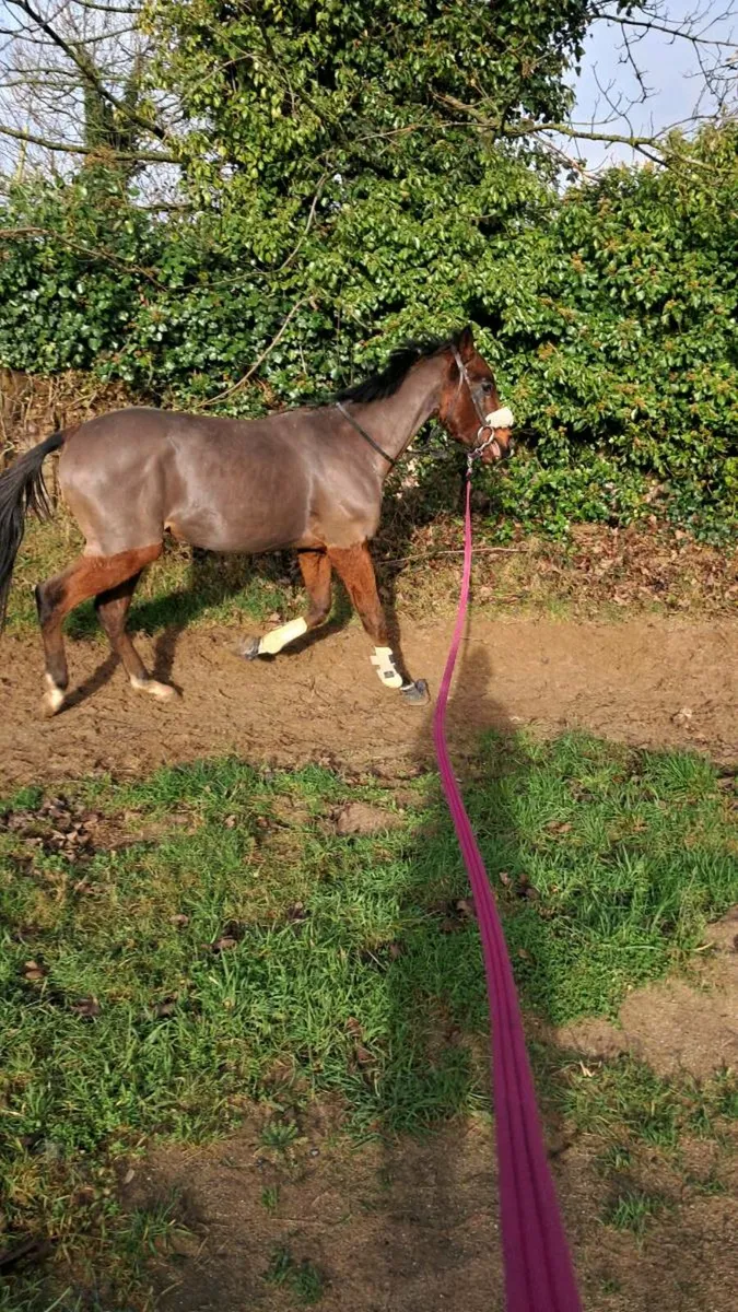 2 yr old genuine tb gelding - Image 4