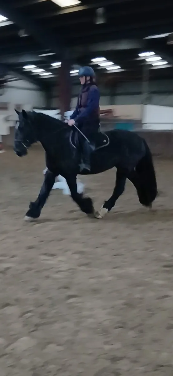 15hh rising 4 year old filly - Image 1