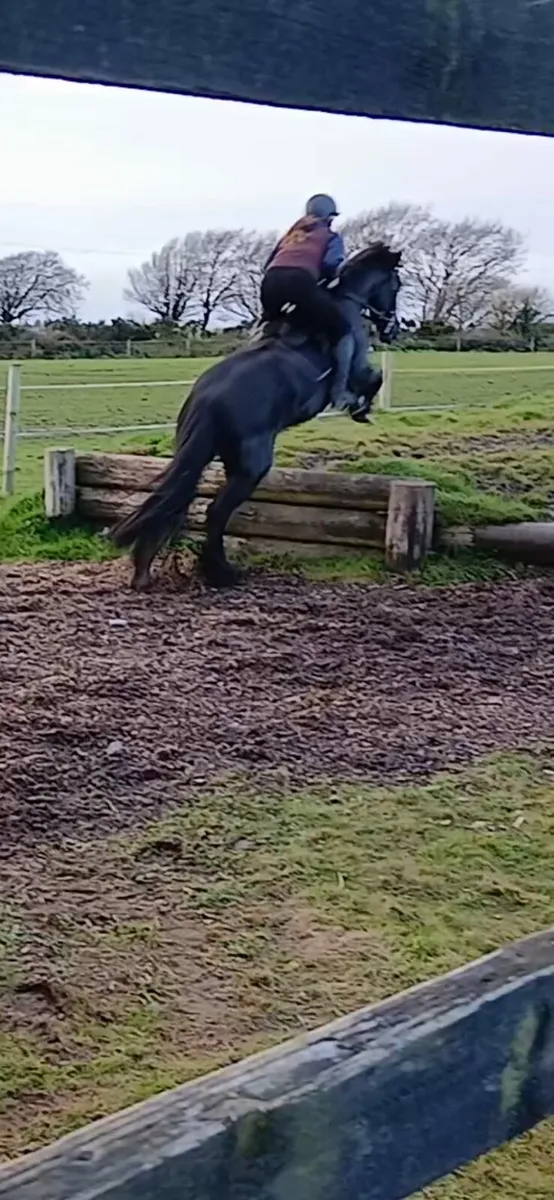 15hh rising 4 year old filly - Image 3