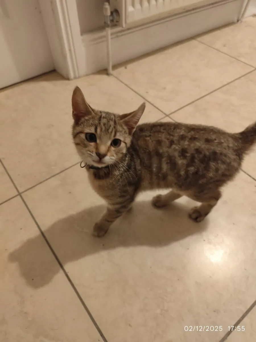 Male Tabby Cat for sale - *price drop* - Image 1
