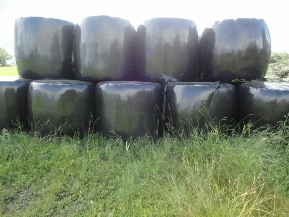 silage - Image 2