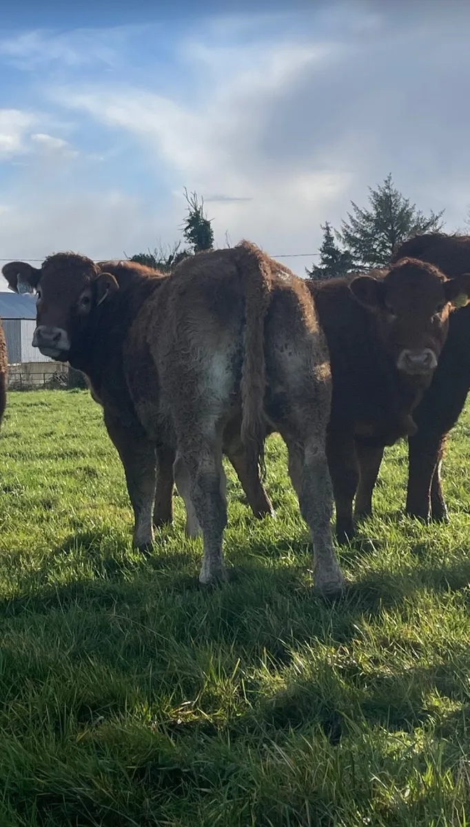 X5 Super Weanling Heifers - Image 2