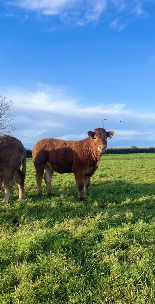X5 Super Weanling Heifers - Image 3