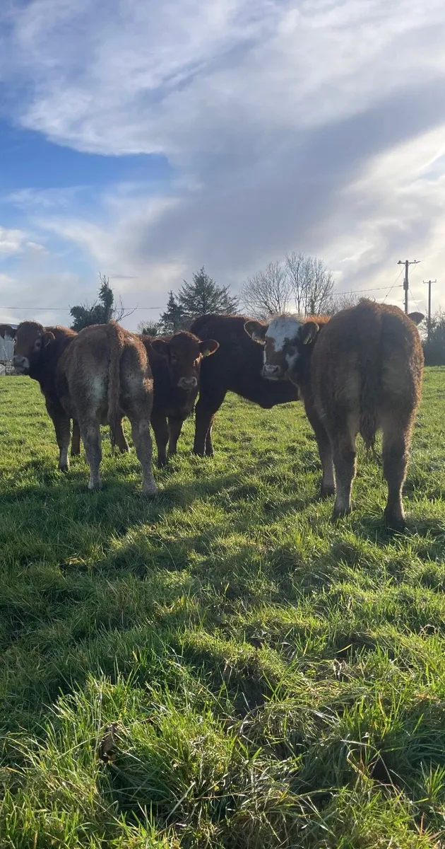 X5 Super Weanling Heifers - Image 4
