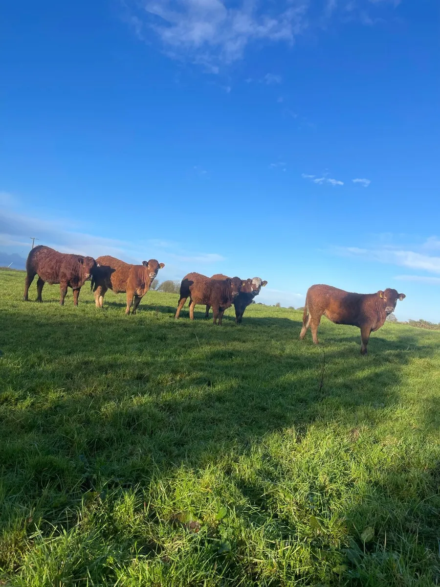 X5 Super Weanling Heifers - Image 1