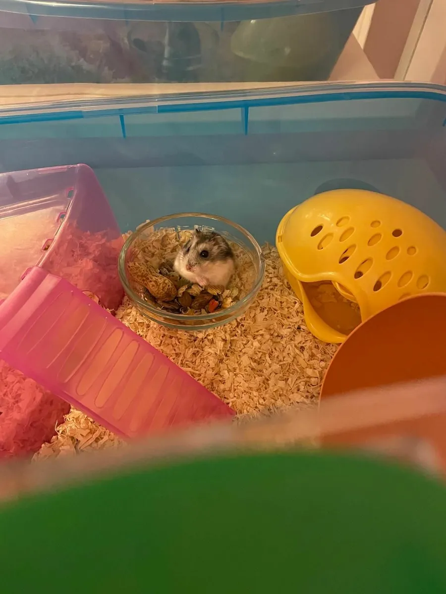 Dwarf Hamster and cage - Image 2