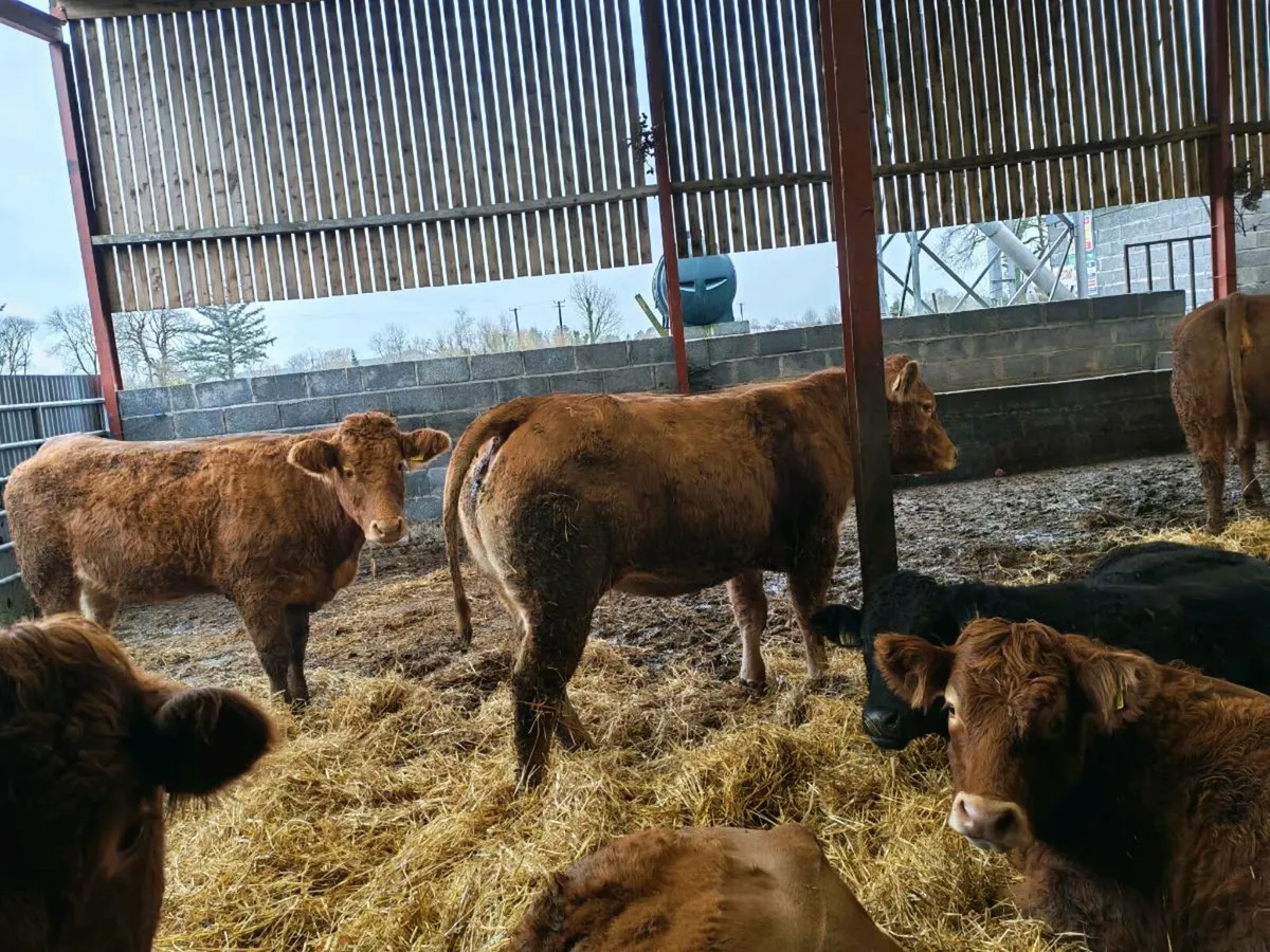 Heifers - Image 1