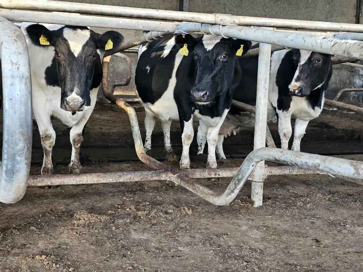 Full Herd Clearance Sale - Image 3