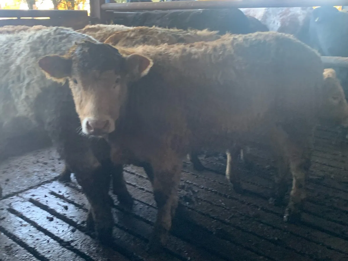 14 u grade heifers - Image 1