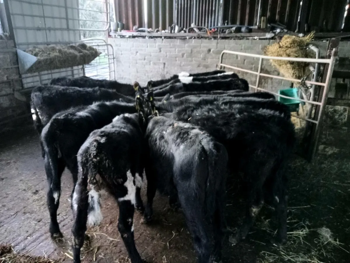 12 mixed breeds heifer's weaned - Image 1