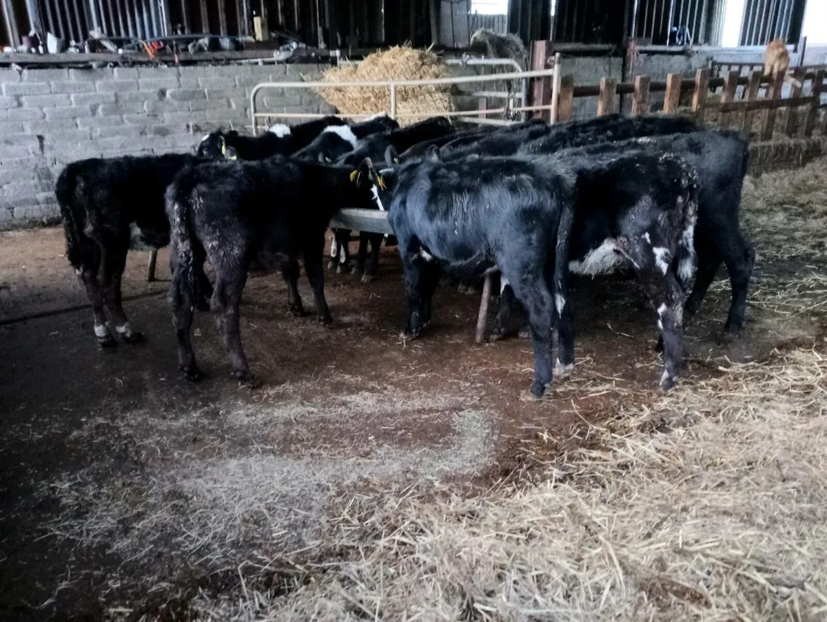12 mixed breeds heifer's weaned - Image 2