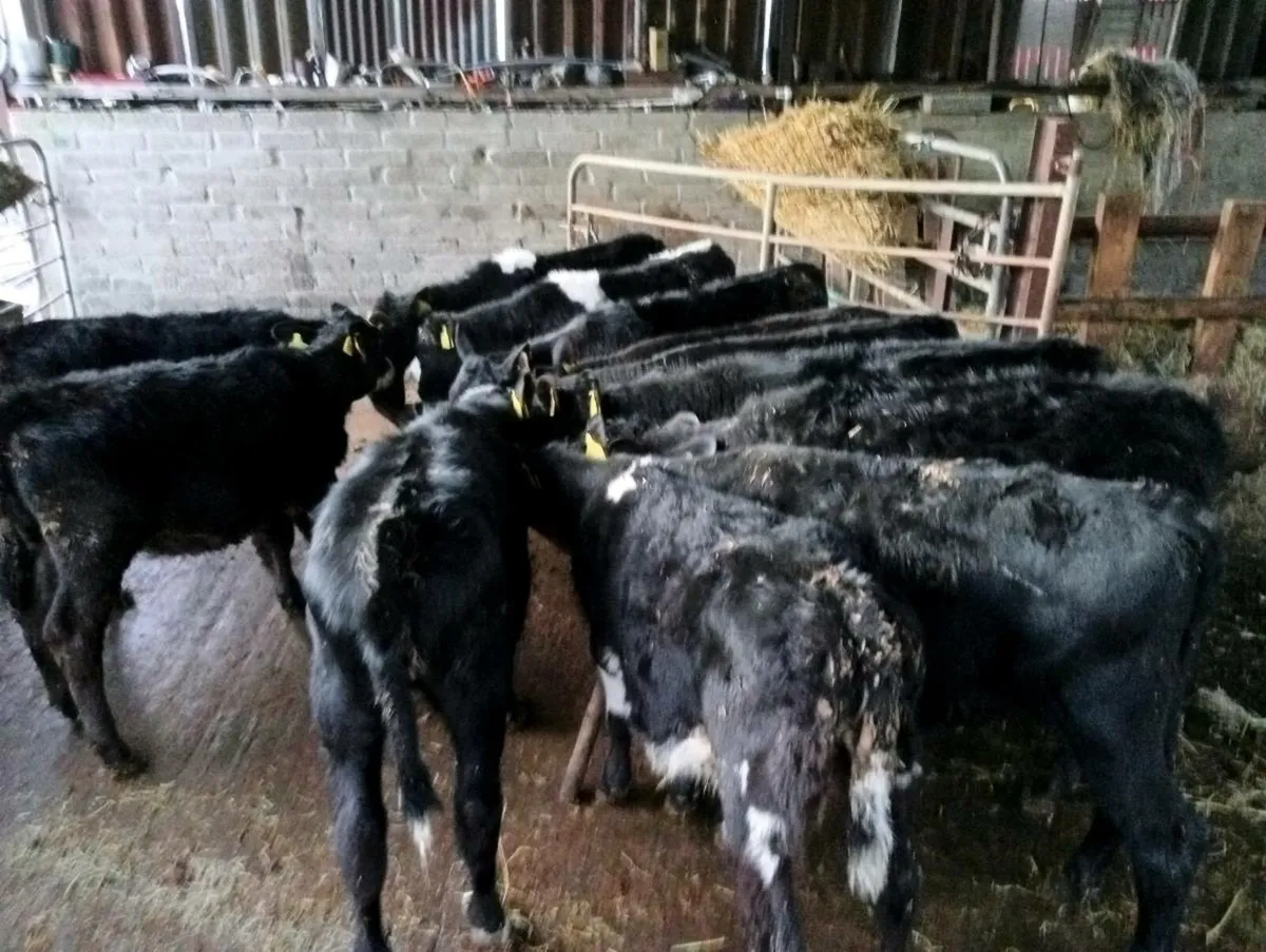 12 mixed breeds heifer's weaned - Image 3
