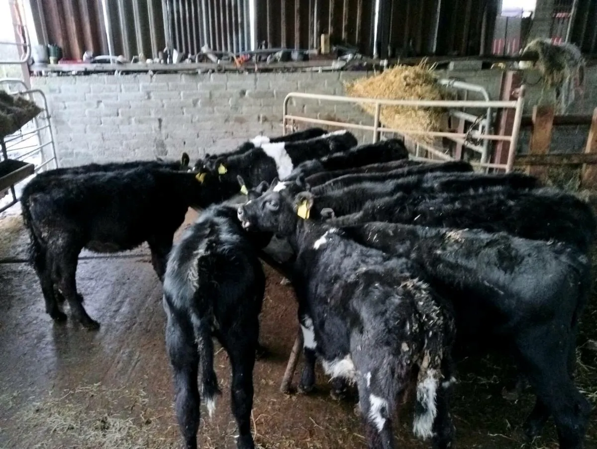 12 mixed breeds heifer's weaned - Image 4