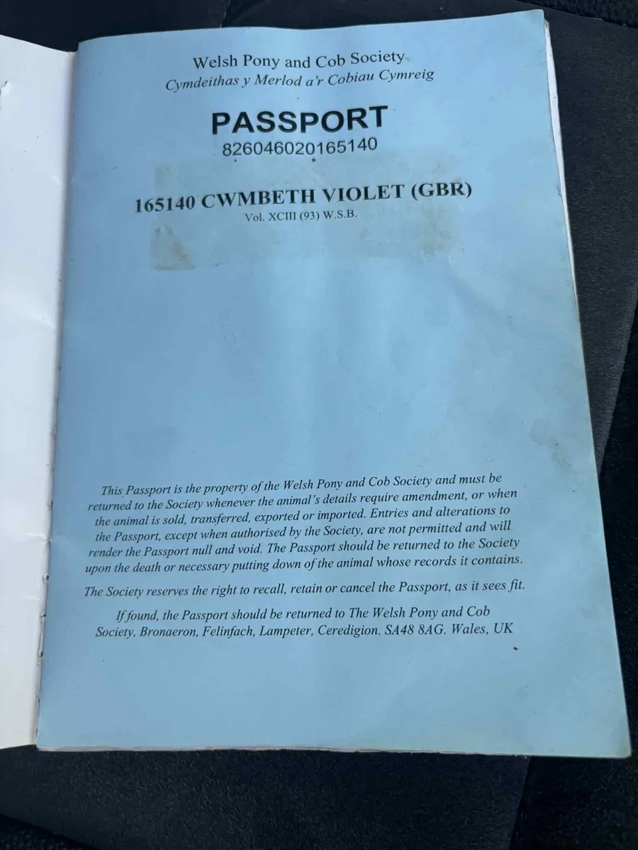 14.2h full Welsh section D mare - Image 2