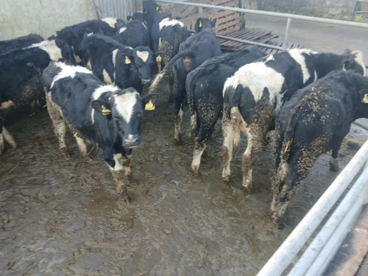 Fr bullocks - Image 1