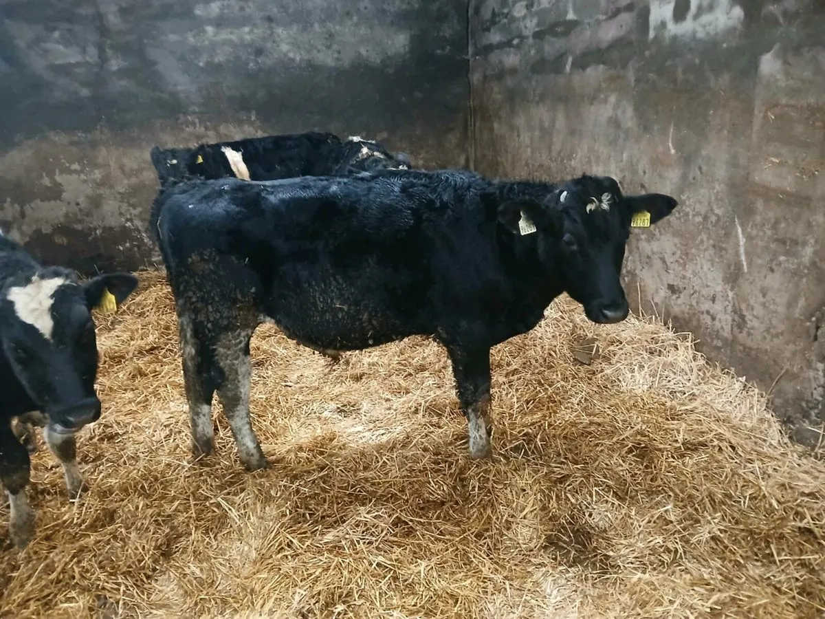 Fr bullocks - Image 2