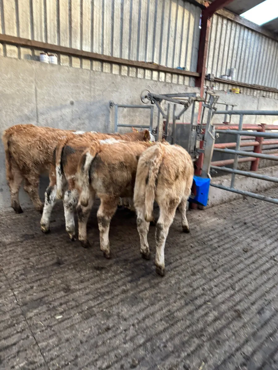 Charolais and Simmental heifers - Image 4