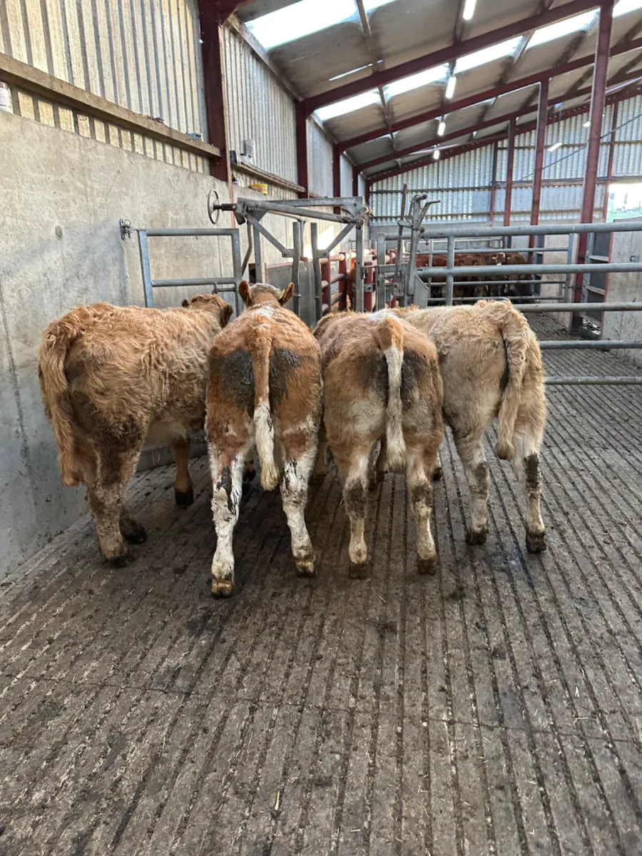 Charolais and Simmental heifers - Image 1
