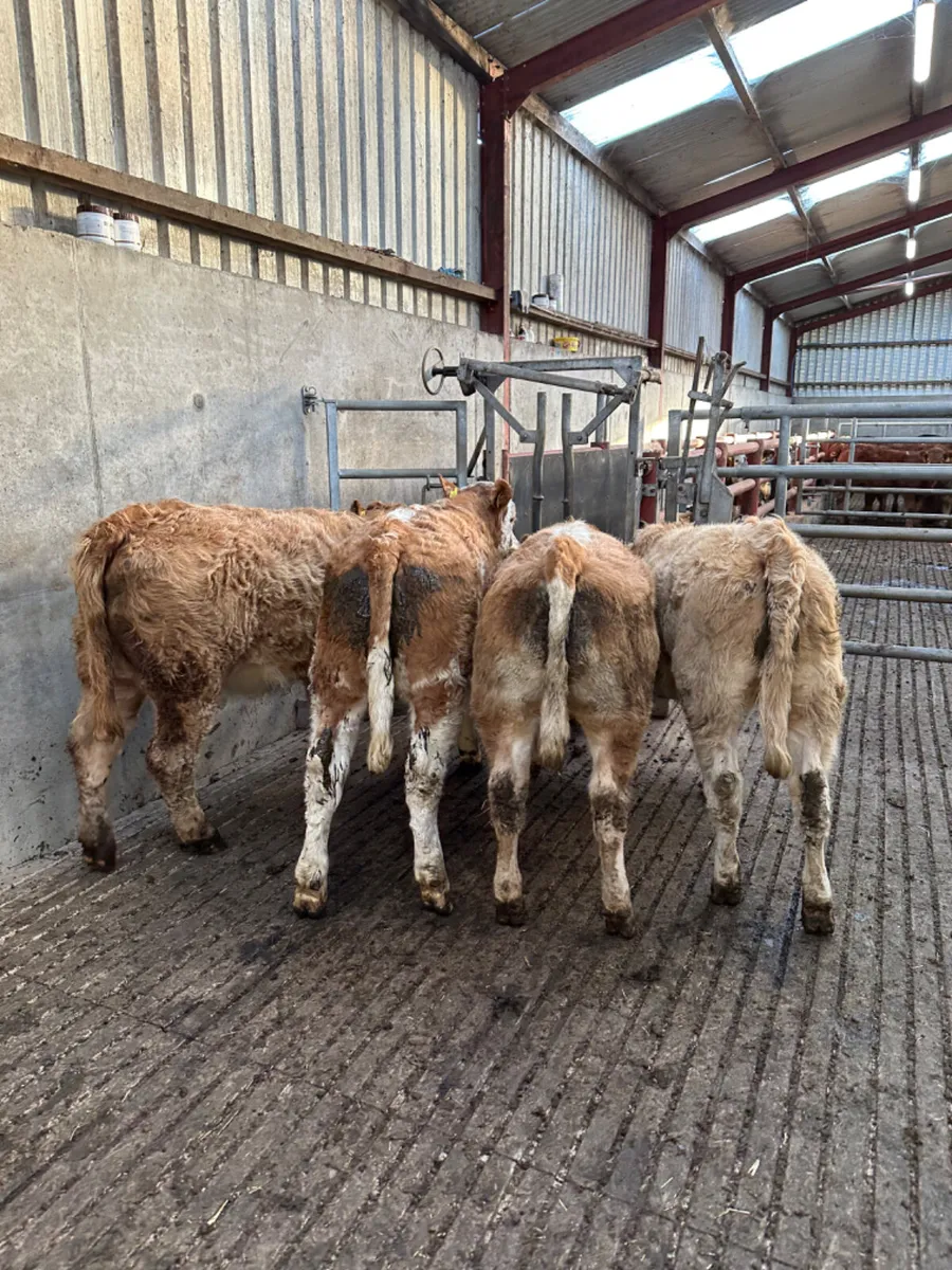 Charolais and Simmental heifers - Image 3