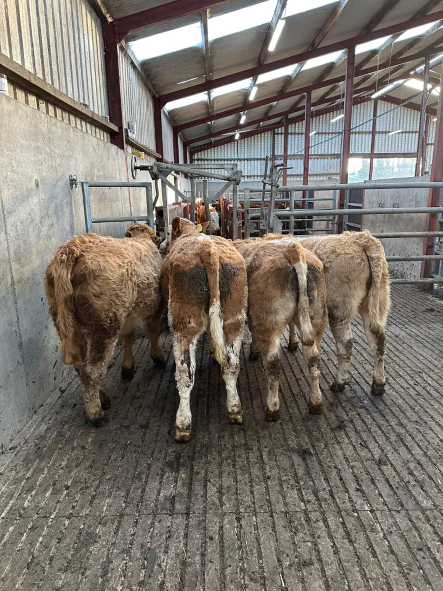 Charolais and Simmental heifers - Image 2
