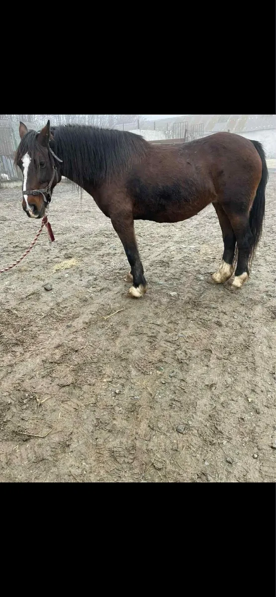 14.2h full Welsh section D mare - Image 1