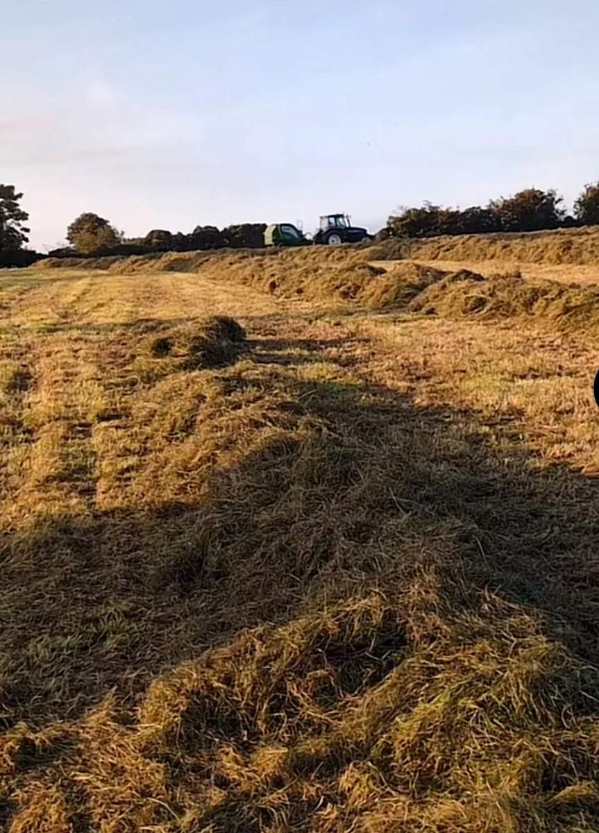 Bales of silage