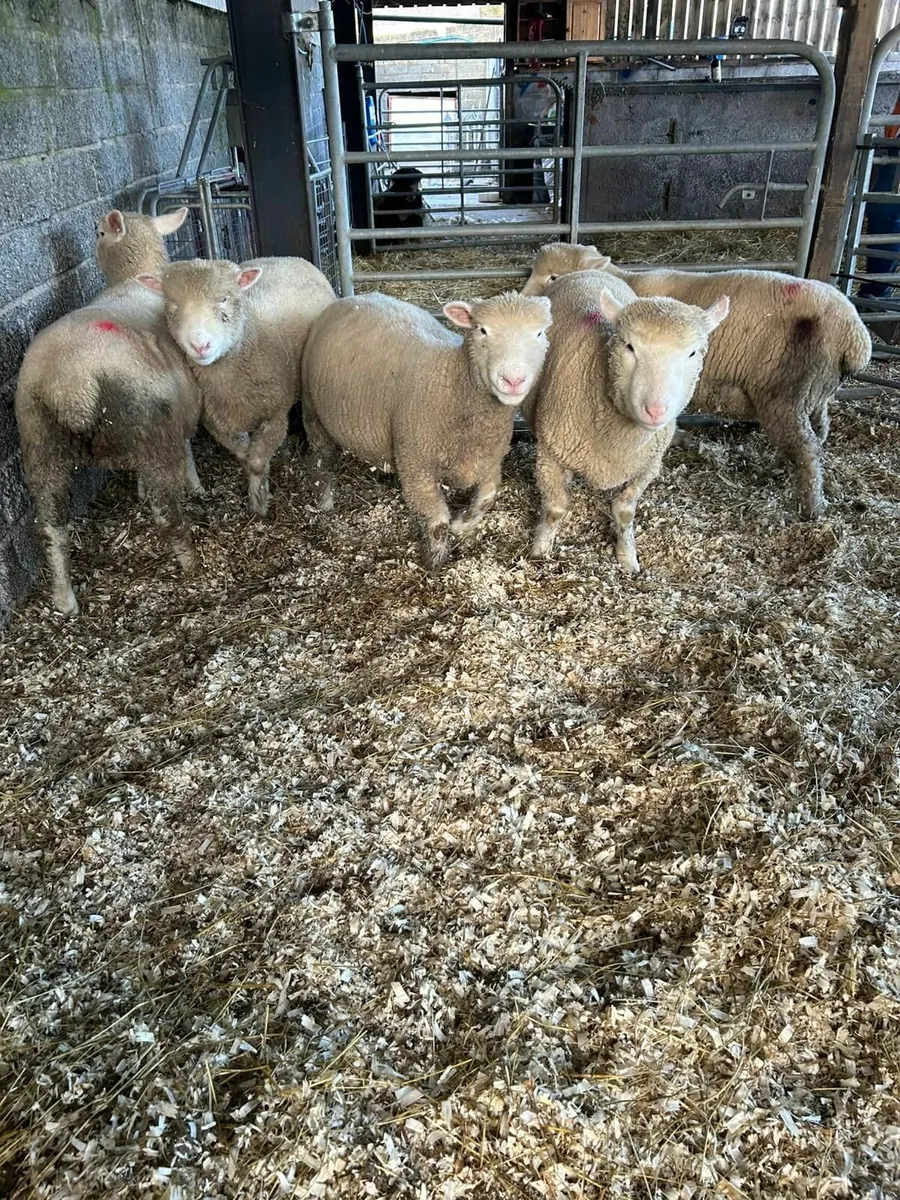 Dorset Ewe Lambs - Image 1