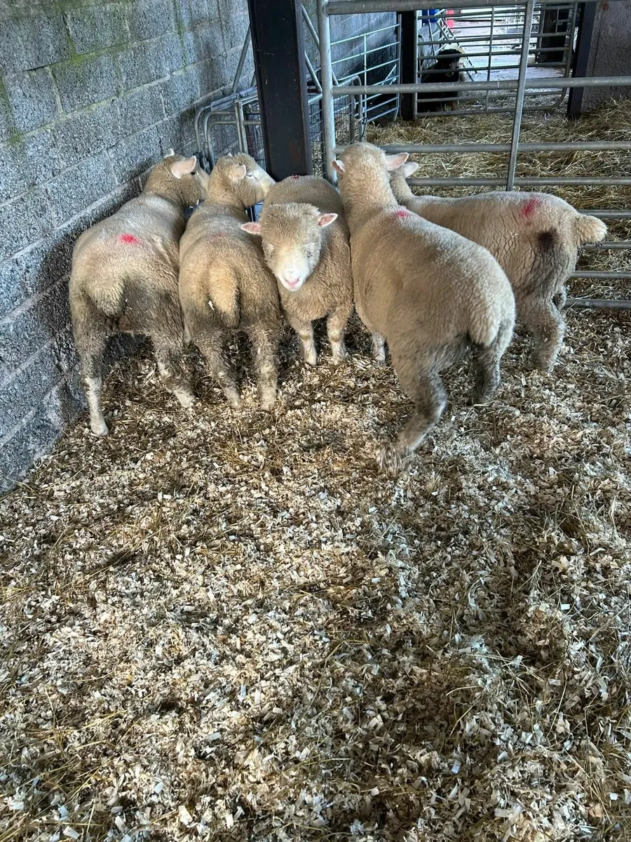 Dorset Ewe Lambs - Image 2
